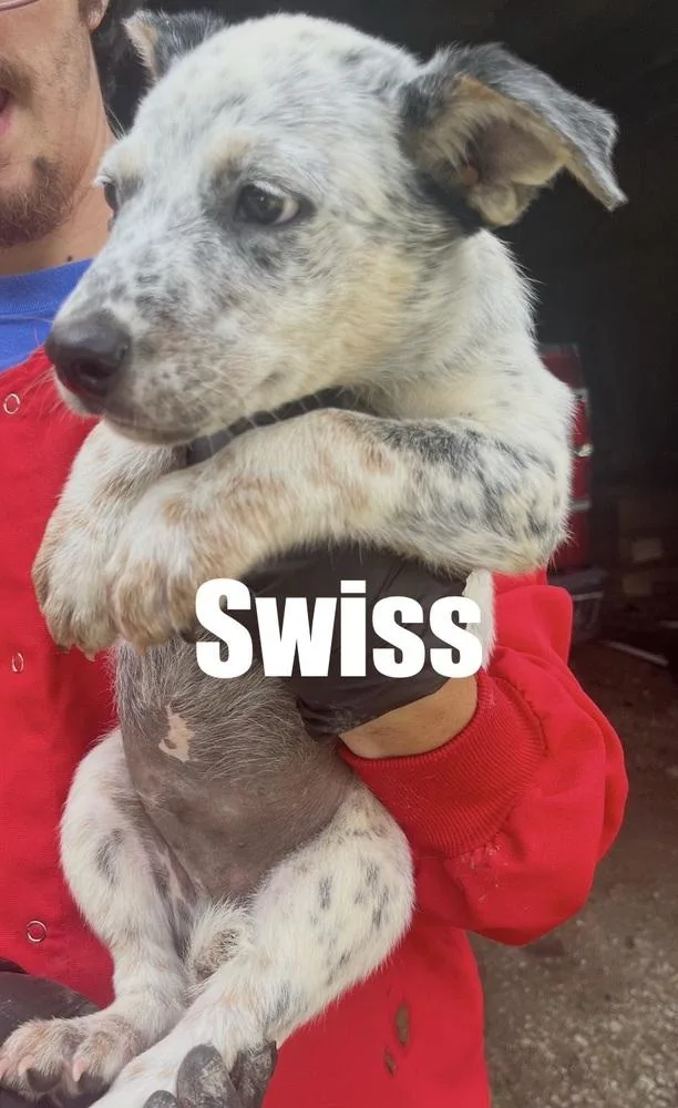 Swiss