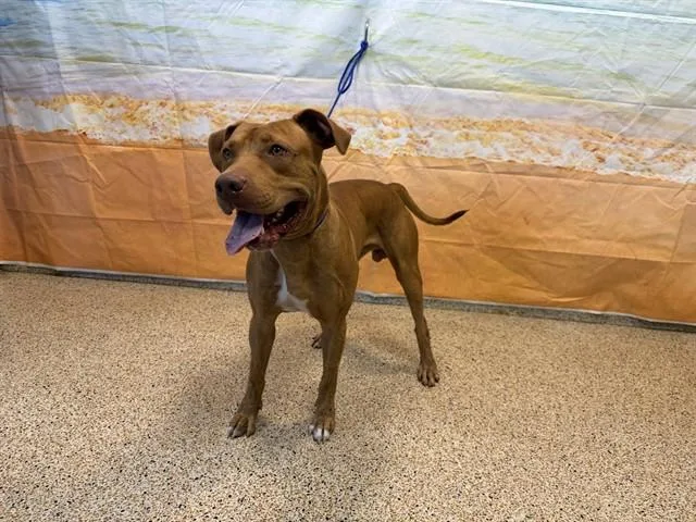 A young large-sized male American Bulldog dog named Brody for adoption in Miami, FL