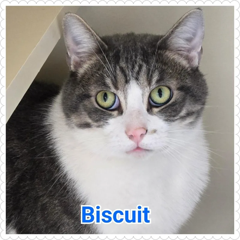 Biscuit