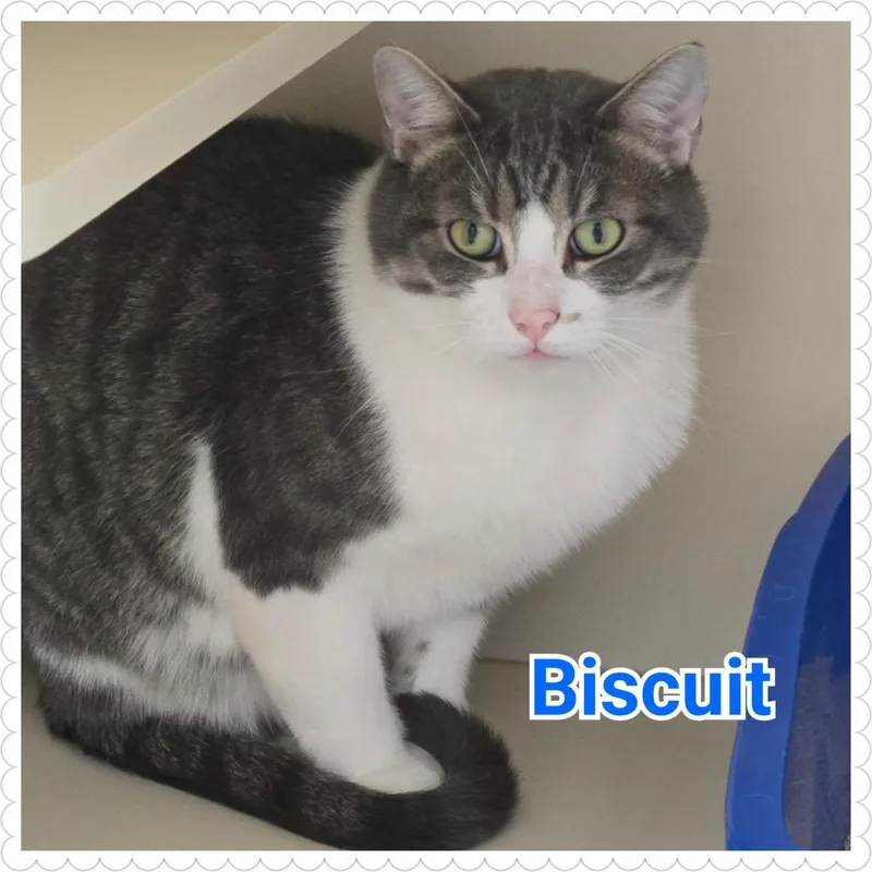 Biscuit thumbnail 2