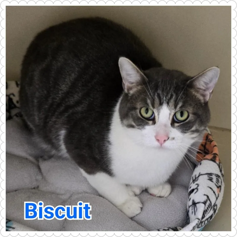 Biscuit thumbnail 3