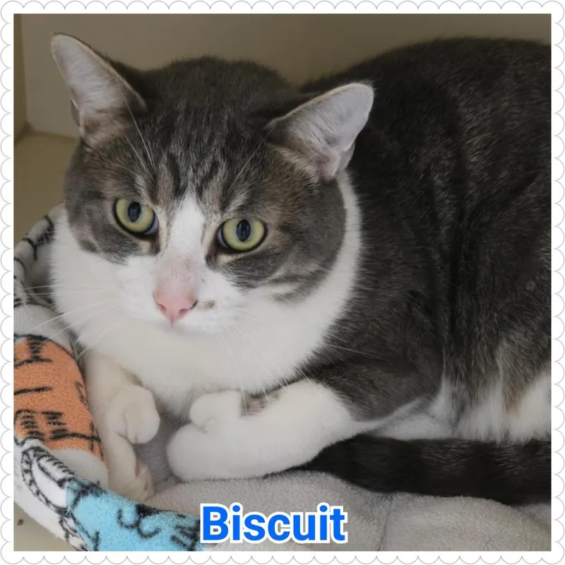 Biscuit thumbnail 4