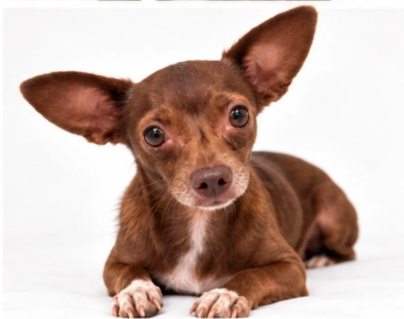 A young small-sized female Chihuahua dog named Godiva for adoption in miami, FL