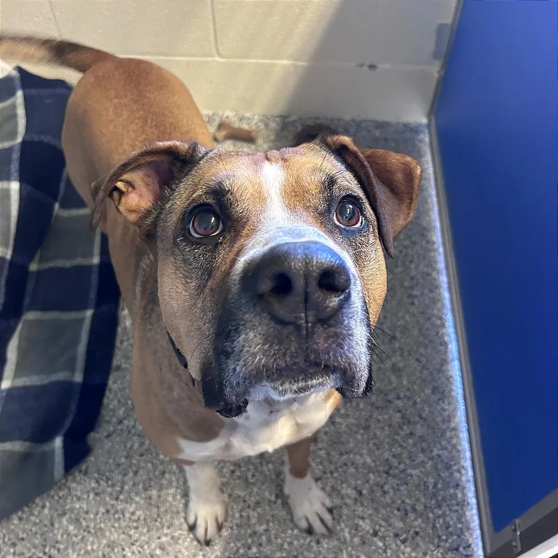 An adult large-sized male Mixed Breed dog named Kodiak for adoption in Hendersonville, NC