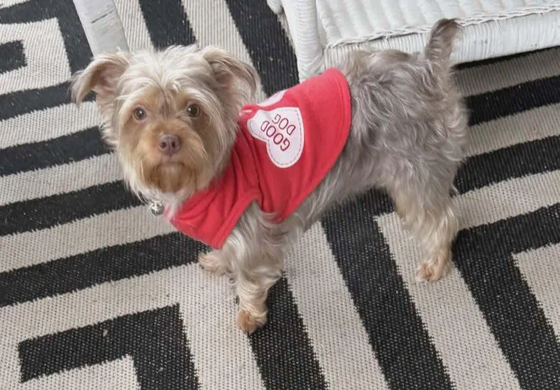 An adult small-sized female Yorkshire Terrier dog named Abby Rose for adoption in Royal Palm Beach, FL