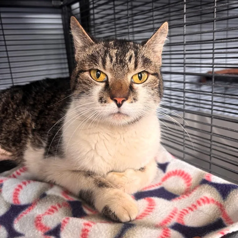 An adult small-sized male Brown / Chocolate Domestic Short Hair cat named Conway "charlie" Twitty for adoption in Shawnee, KS