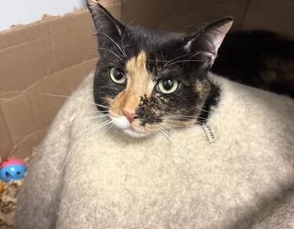 Monica Laguna Kailua thumbnail 2