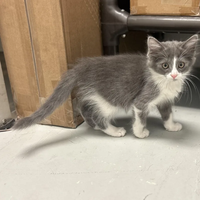 A baby medium-sized male Gray & White Domestic Long Hair cat named Rowan for adoption in Wilmington, OH