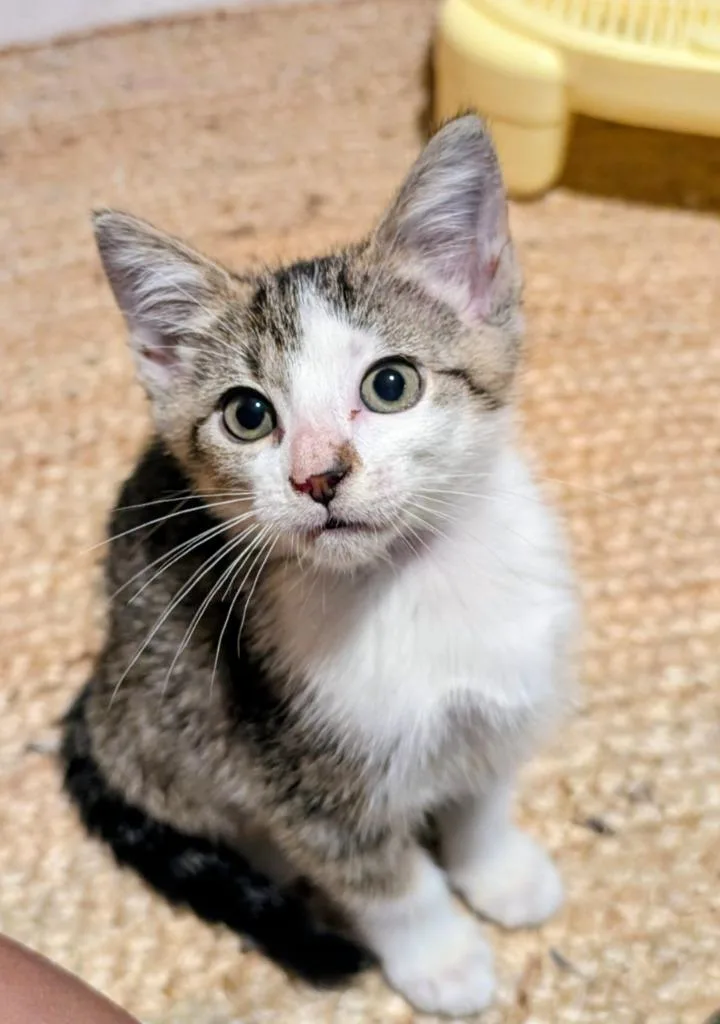 A baby medium-sized female Domestic Short Hair cat named Jameson for adoption in San Antonio, TX