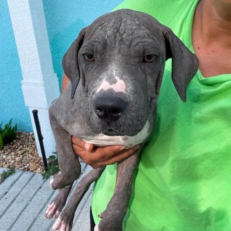 A baby small-sized female Brown / Chocolate Pit Bull Terrier dog named Love for adoption in Tampa, FL