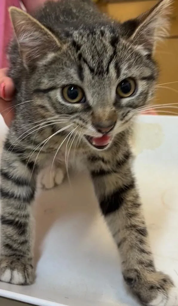 A baby small-sized male Domestic Short Hair cat named Monty for adoption in Elizabethton, TN