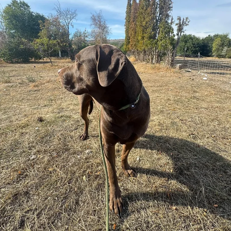 A young large-sized male Chocolate Labrador Retriever dog named Jazz for adoption in Oroville, WA