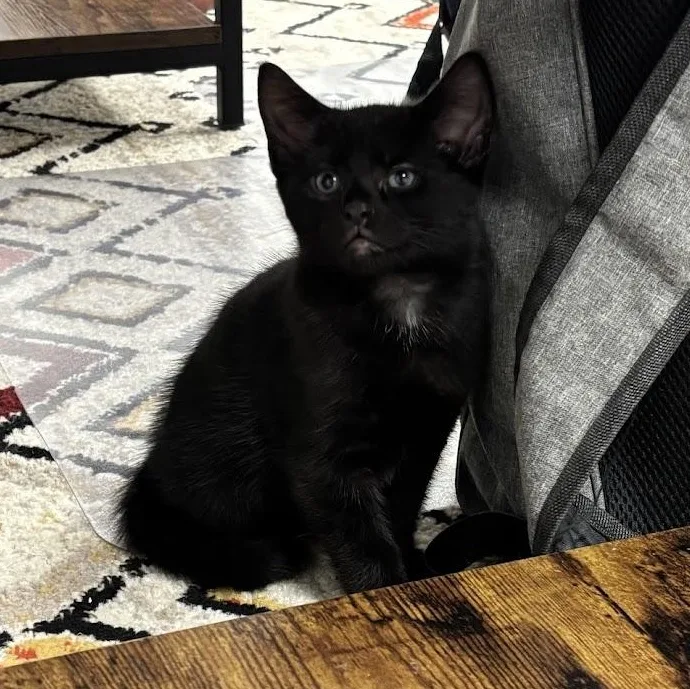 Felix