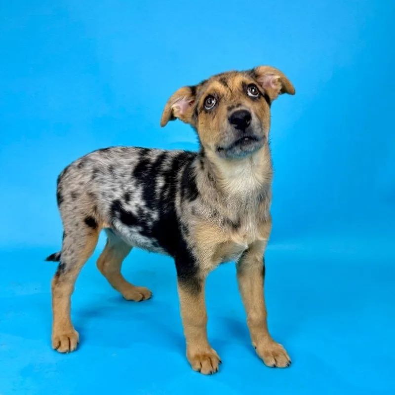 Bluebonnet thumbnail 2