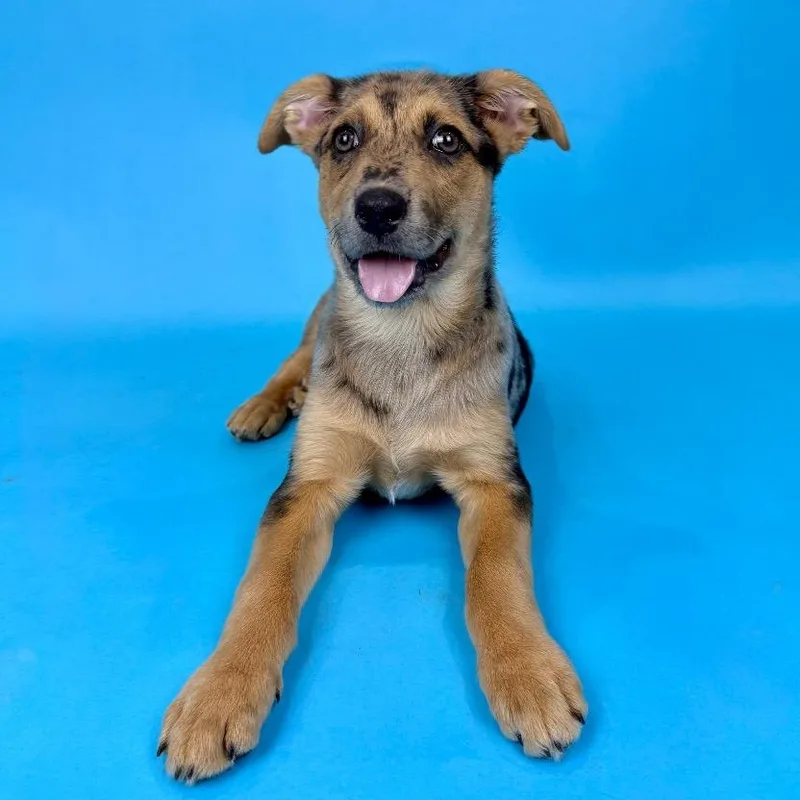 Bluebonnet thumbnail 3