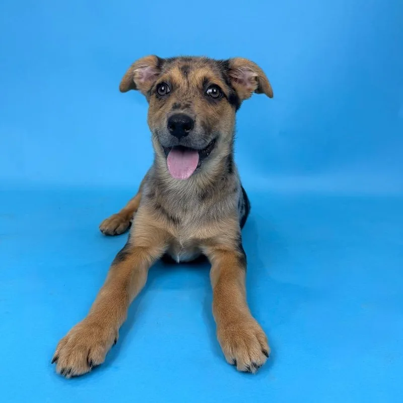 Bluebonnet thumbnail 4