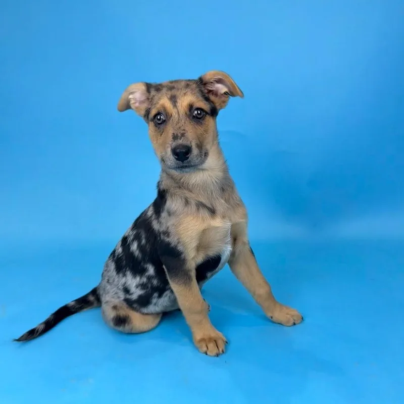 Bluebonnet thumbnail 5