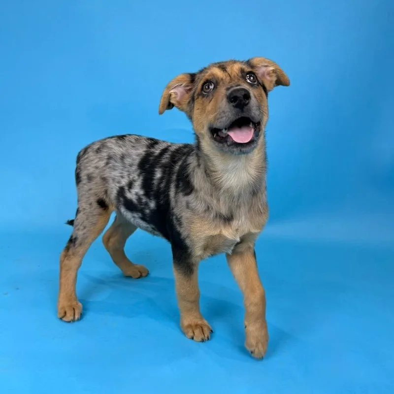 A baby medium-sized female Merle (Blue) Australian Shepherd dog named Bluebonnet for adoption in Alvin, TX