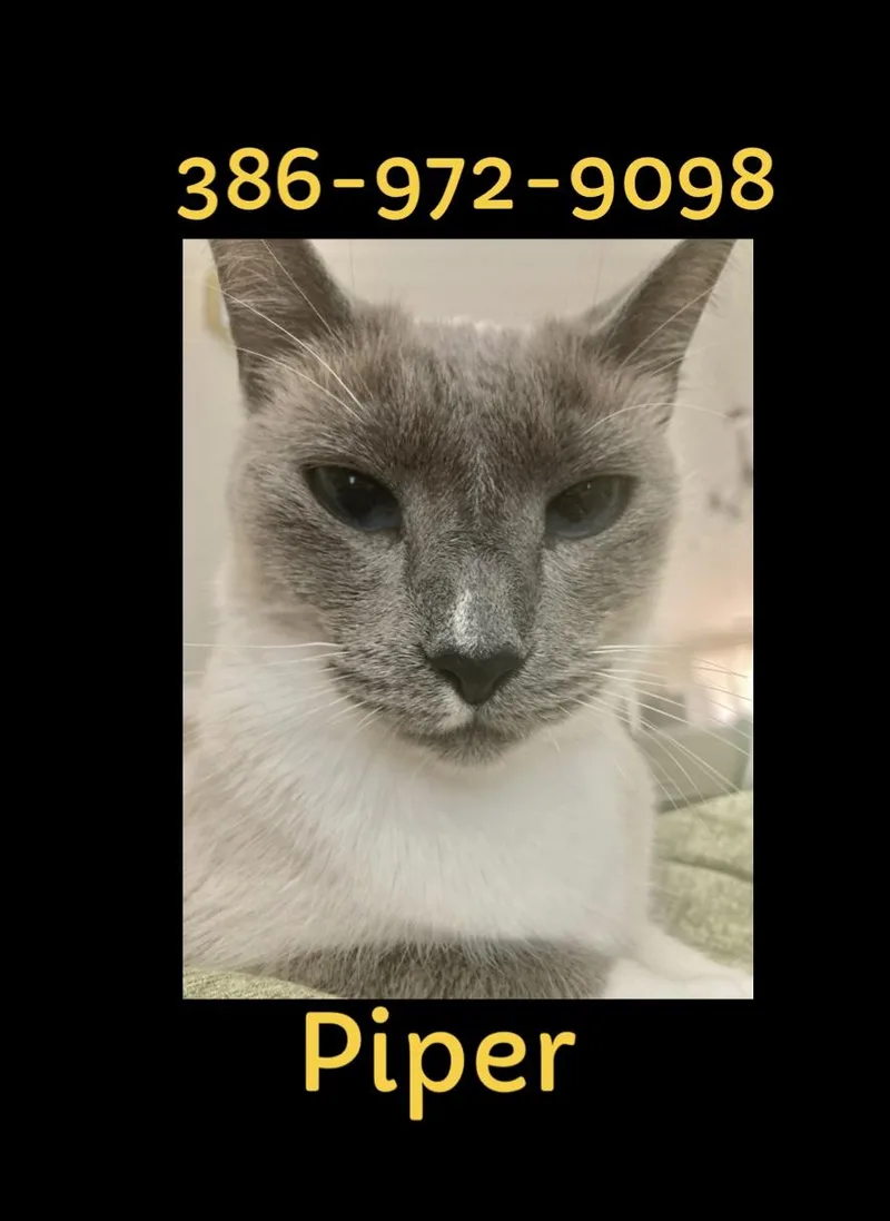 An adult medium-sized female Cream / Ivory Siamese cat named Piperso sweet Video for adoption in Port Orange, FL