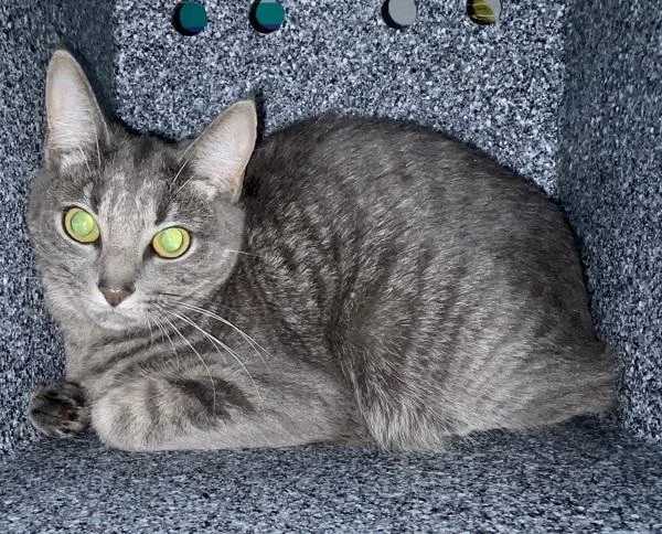 A young medium-sized female Domestic Short Hair cat named Cartwheel for adoption in New York, NY