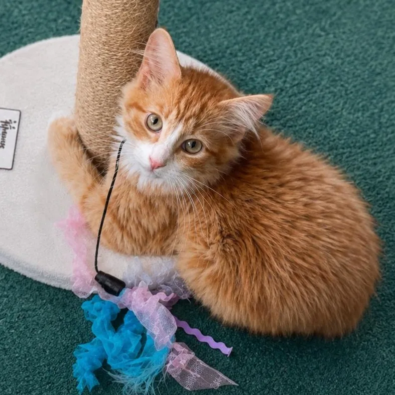 A baby medium-sized male Orange & White Domestic Medium Hair cat named Arty for adoption in Hillsborough, NJ