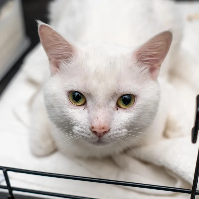 An adult medium-sized male White Domestic Short Hair cat named King Casper for adoption in New York, NY