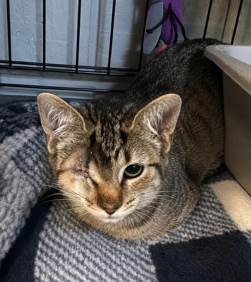 A baby medium-sized female Domestic Short Hair cat named Pixie for adoption in Warren, MI
