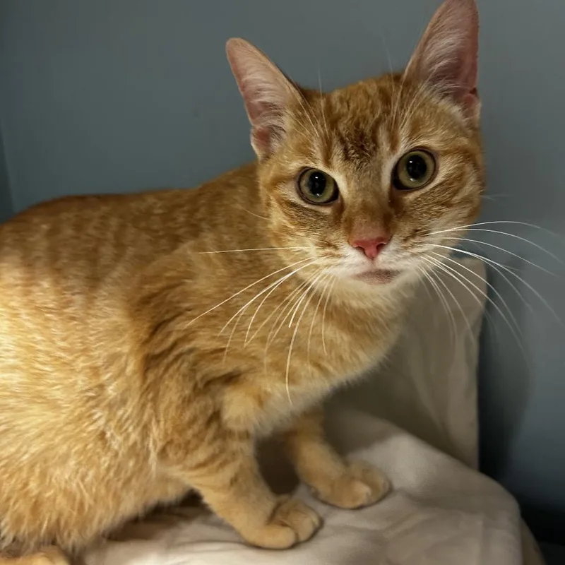 An adult medium-sized female Orange / Red Domestic Short Hair cat named Nectarine for adoption in Chattanooga, TN