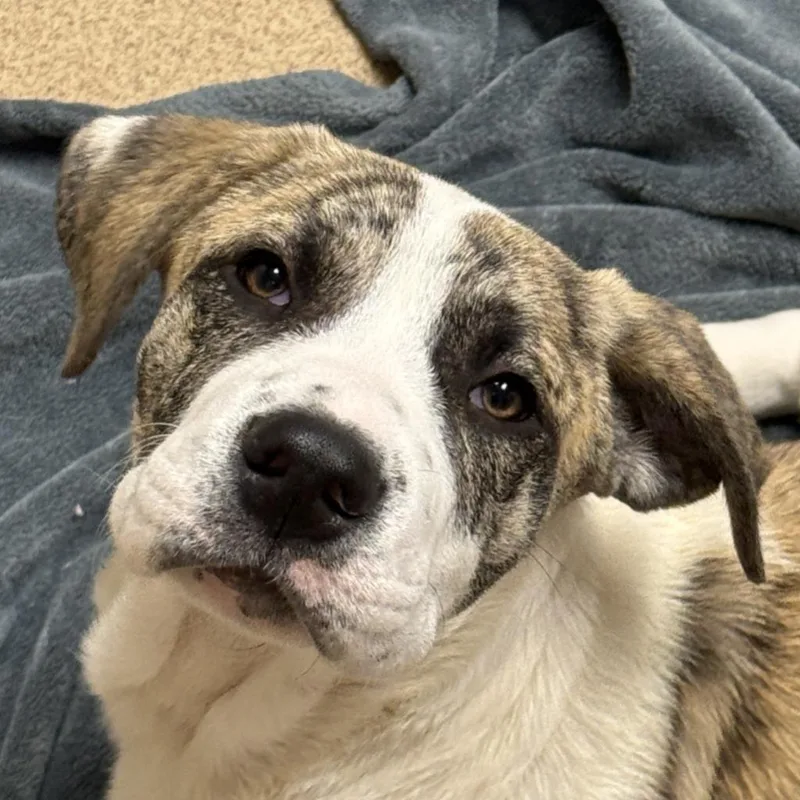 A baby medium-sized female Mixed Breed dog named Fable for adoption in Brenham, TX