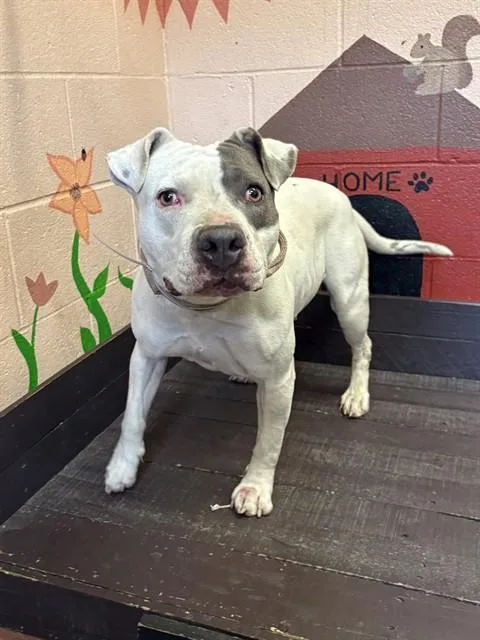 A young large-sized female Pit Bull Terrier dog named Bella for adoption in Castaic, CA