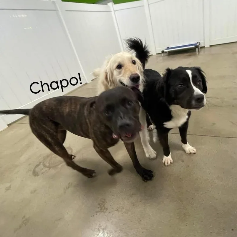 An adult medium-sized male Black Mixed Breed dog named Chapo for adoption in Allentown, PA