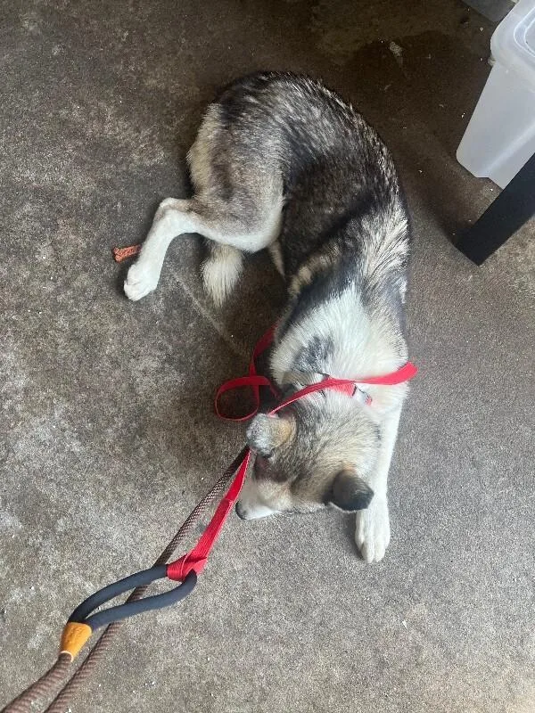 A young large-sized male White / Cream Siberian Husky dog named Bama for adoption in Cincinnati, OH