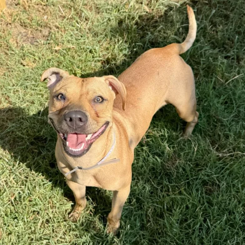 An adult medium-sized female Staffordshire Bull Terrier dog named Toodles for adoption in Houston, TX
