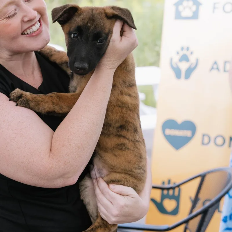 A baby small-sized male Brindle Belgian Shepherd / Malinois dog named Kato D for adoption in Princeton, MN