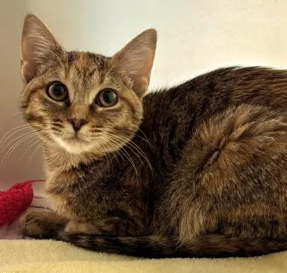 A young small-sized female Domestic Short Hair cat named Kestrel for adoption in Cumming, GA