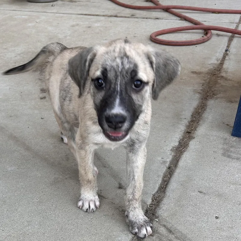 A baby medium-sized female Labrador Retriever dog named Dotty for adoption in Escondido, CA