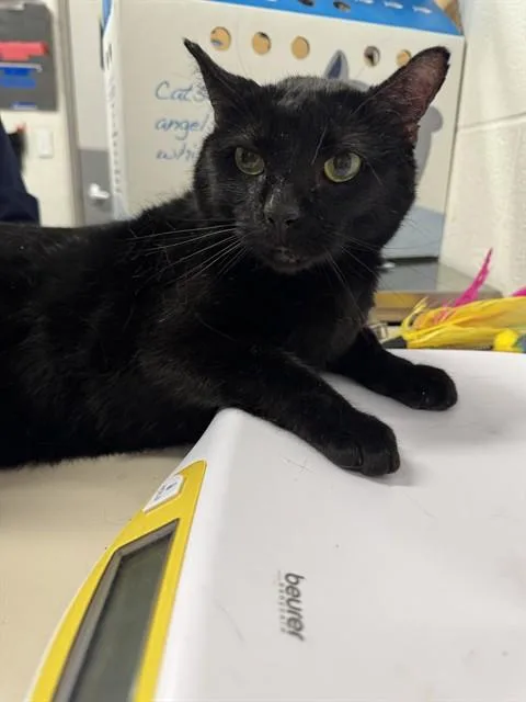 An adult medium-sized male Domestic Short Hair cat named A for adoption in Saint Peters, MO