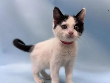 A baby small-sized female Domestic Short Hair cat named Bubble for adoption in Woodbury, MN
