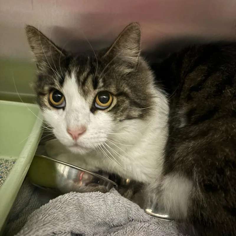 A senior small-sized male Gray / Blue / Silver Domestic Short Hair cat named Iepastray for adoption in Upland, CA