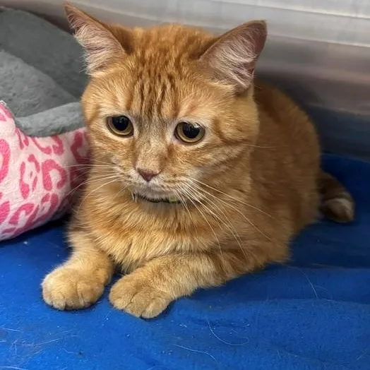 An adult medium-sized female Tabby (Orange / Red) Domestic Short Hair cat named Toast for adoption in Allegan, MI