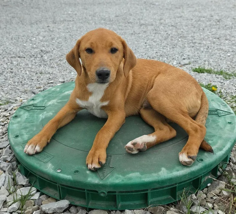 A baby medium-sized male Tricolor (Brown, Black, & White) Jack Russell Terrier dog named Farm Paws : Simba for adoption in Aurora, IN
