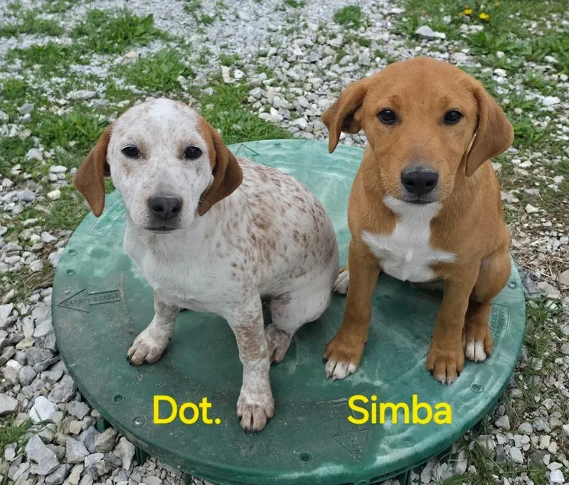 Farm Paws : Simba thumbnail 4