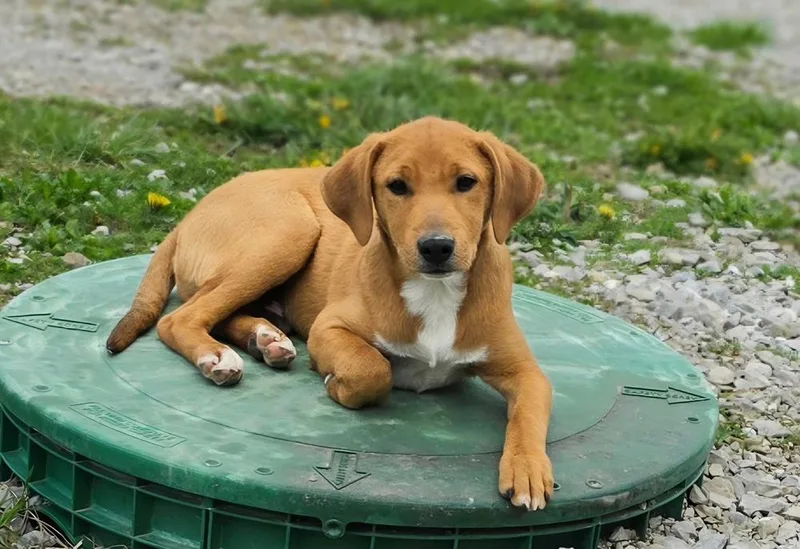 Farm Paws : Simba thumbnail 5