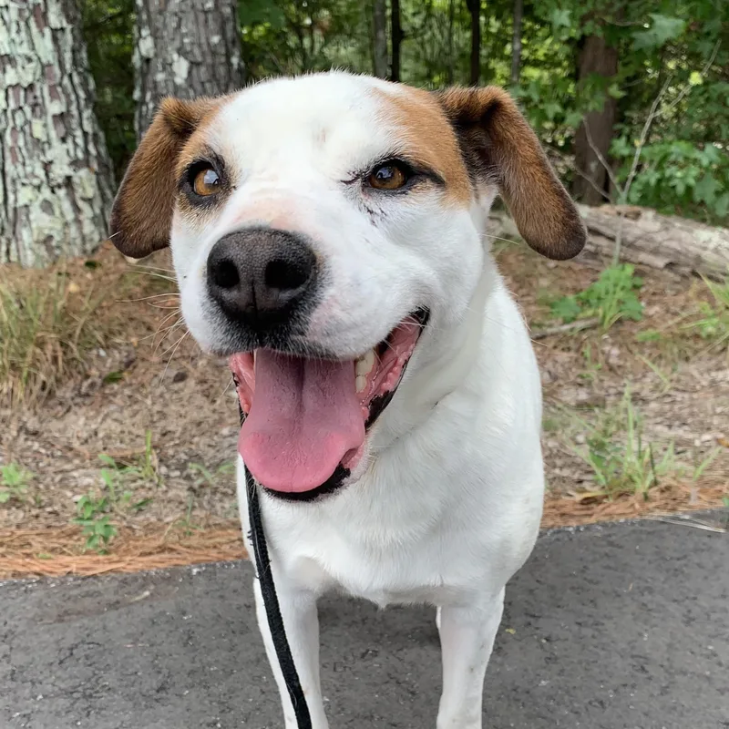 An adult medium-sized female Apricot / Beige Terrier dog named Katrina for adoption in POLKTON, NC