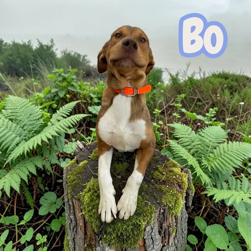 A young large-sized male Brown / Chocolate Labrador Retriever dog named Bo Your New for adoption in Chuckey, TN