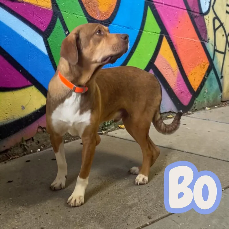 Bo  Your New thumbnail 2