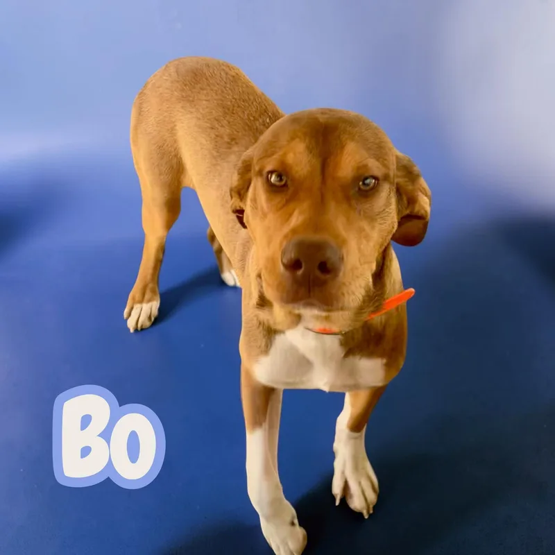 Bo  Your New thumbnail 3