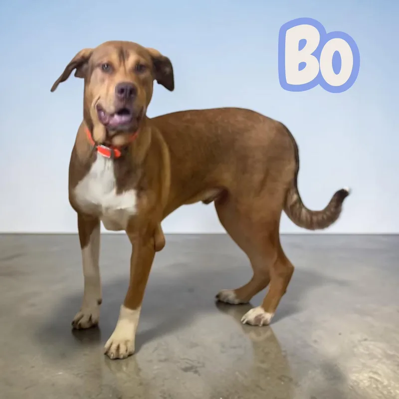 Bo  Your New thumbnail 4