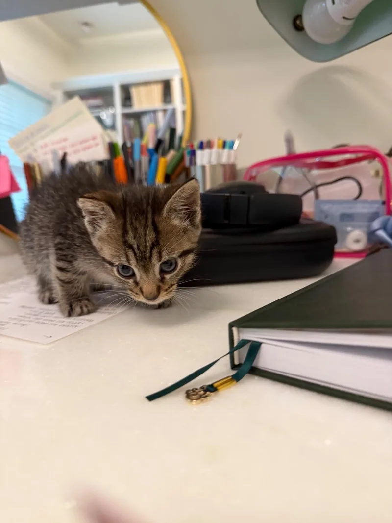A baby medium-sized male Tabby (Buff / Tan / Fawn) Domestic Short Hair cat named Maurice for adoption in Charlotte, NC