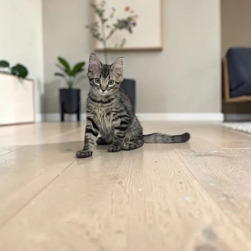 A baby medium-sized male Brown / Chocolate Domestic Medium Hair cat named Chive for adoption in Fort Worth, TX
